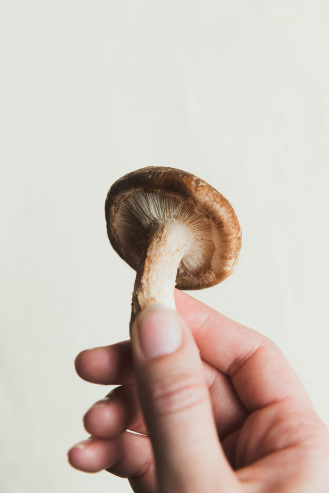 How to Track Your Microdosing Journey (and Why It Matters)